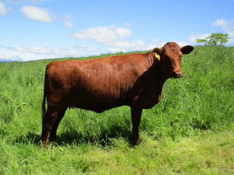 北里八雲牛31ヶ月齢去勢牛　ランプミニステーキ　130g　有機牧草のみで育った自然放牧の赤身肉
グラスフェッドビーフ