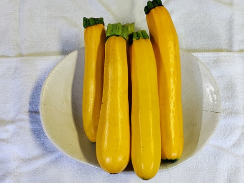【栽培期間中　農薬不使用】主役にも、脇役にもなれる！肉厚ズッキーニ　黄色（60サイズの箱にはいるだけ！）