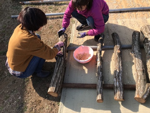 【原木栽培】美味しさがギューッと詰まった！原木栽培シイタケ　安心・安全の無農薬、国内（神奈川県）産、味が強くて美味しいシイタケ（約400g）