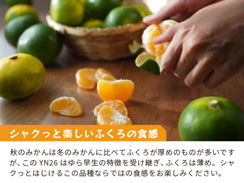 YN26（みかん）家庭用5kg｜和歌山で生まれた温州みかんの有望品種を産地直送でお届け