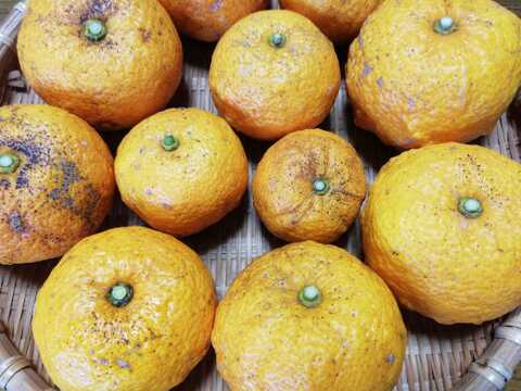 ユズ（完熟）１㎏【農薬化学肥料不使用】【あわせ買い可】【熨斗(のし)対応可】