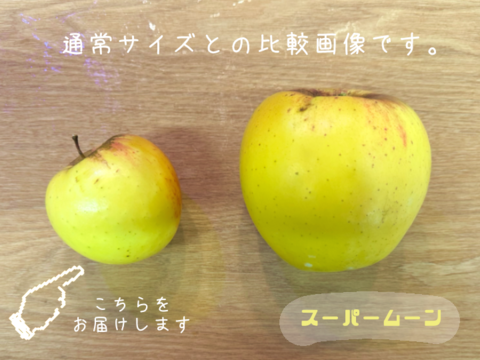 【冬季限定⛄】訳あり小玉りんご🍎家庭用3kg【スーパームーンりんご1個付き】