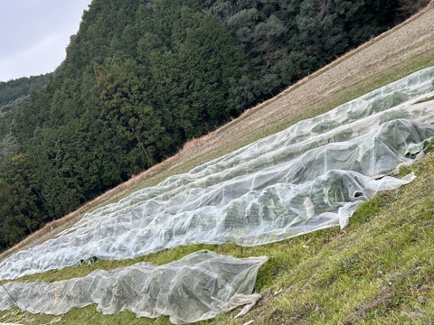 今が旬！はなやさい天草一号(スティックカリフラワー)/600g