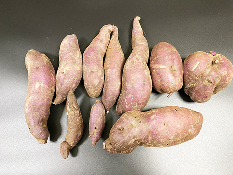 【土付き】鮮やかな紫芋！パープルスイートロード（総量4kg、S～L詰め合わせ、10〜15個）農薬・化学肥料不使用