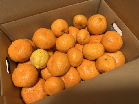 【コスパNo.1】EG農園のおいしい有田みかん 3キロ箱 和歌山県 有田 みかん 2S~3Lサイズ　家庭用キズあり