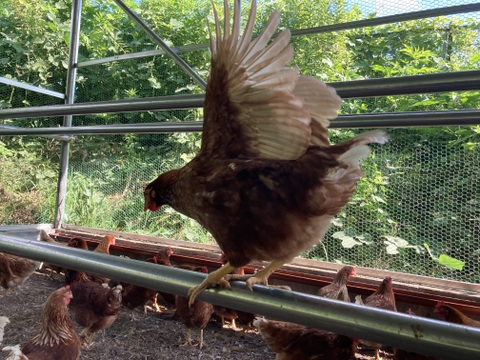 国内流通約5％　純国産鶏「もみじ」が産む大和高原の平飼い卵