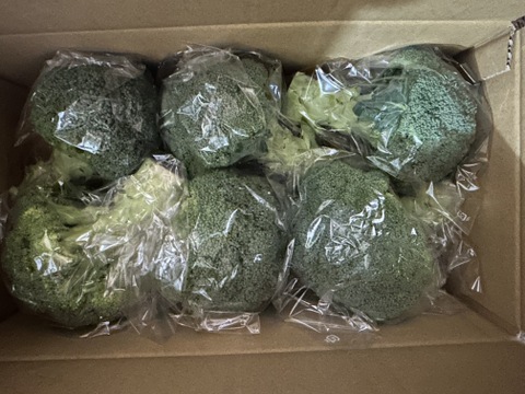 大槻農園の朝摘みブロッコリー｜標高1100mの高原育ち！鮮度バツグンのシャキシャキ食感（5〜8株入り）