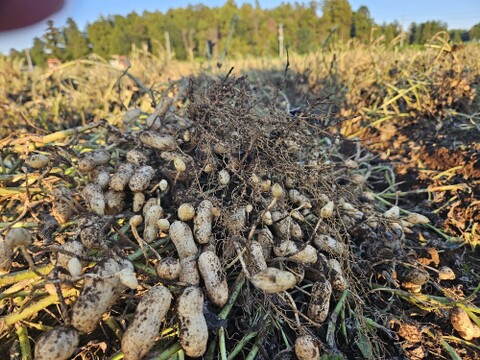 【令和7年産新物始まりました！】【合計１㎏越え】千葉県産落花生『Qなっつ』270g×4P 【冬ギフト】