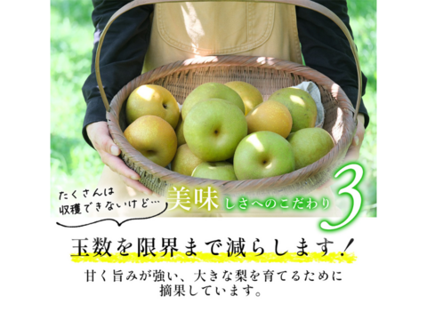 【お一人様用】豊水梨 ４玉　「ジュワ～♪とこぼれる果汁」 ８月中旬～順次発送開始