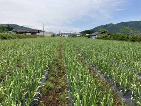 令和7年産、新物！】有機栽培のジャンボニンニク1.2kg