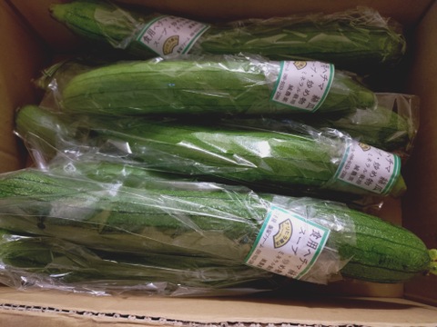 食用ヘチマ　糸瓜　３キロ前後