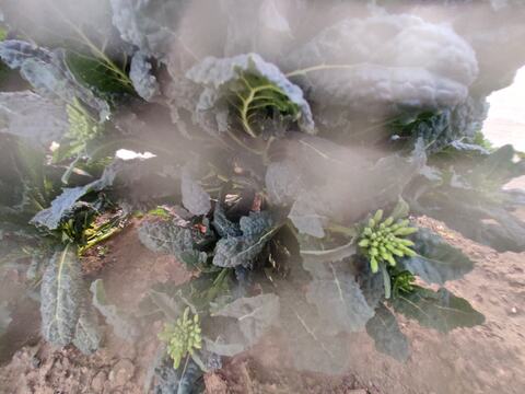 ✨【激レア】【今だけ限定】イタリアの黒い宝石“ベビーネロ”約200g｜農薬・化成肥料不使用✨