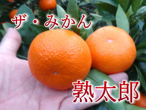 【訳あり】濃甘っ！黄金熟成で晩生みかん本来の甘さや旨さを最大限に！食べるみかんジュース！まさにトップ・オブ・ザ・みかん！超熟みかん「熟太郎（じゅくたろう）」訳あり品　サイズ混合　５kg【628】