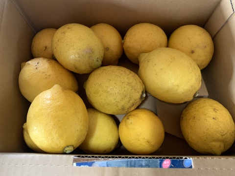 農薬不使用　熊本産　レモン　1.5kg
