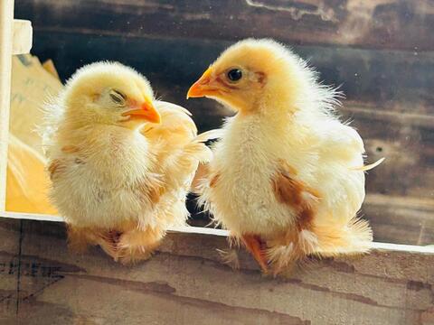 【熱々ご飯と相性抜群⭐️】平飼い卵２０個🥚棚田の里の元気卵『楓のきらめき』⭐️100％国産の飼料原材料を厳選！