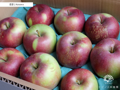 稀少品種｜甘酸っぱい極早生りんご「恋空」｜家庭用・３キロ箱