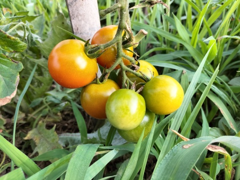 《自然栽培》夏秋　旬の手作り野菜セット【８種類くらい】