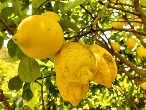 【訳あり】広島県産「これが夏レモン」《約18〜20個入》4kg以上