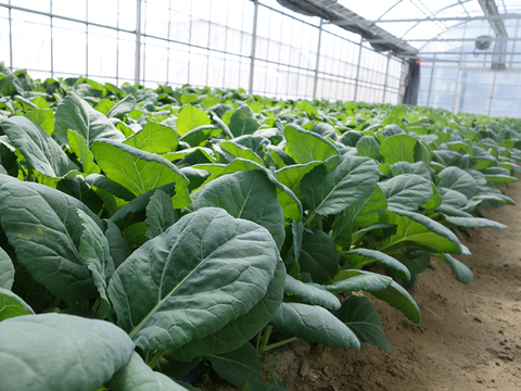 【有機栽培 JAS認証】プチヴェール菜の花 600g＋【機能性表示食品】ソフトケールGABA（500g）（静岡県磐田市産）