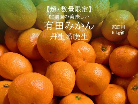 【超数量限定】丹生系晩生 有田みかん 5キロ箱 和歌山県 有田 みかん 2S~3Lサイズ　家庭用キズあり