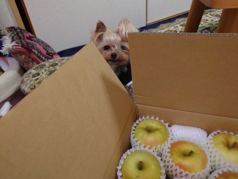 【販売開始！】青森県産りんご「ぐんま名月」家庭用 キズ有 約5kg 【光センサー選果・高リピート率】