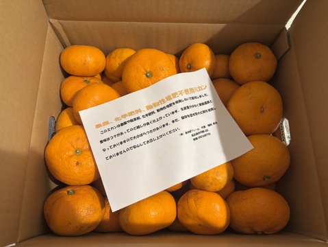【農薬・化学肥料不使用】神奈川産　青島みかん　10kg (訳あり)