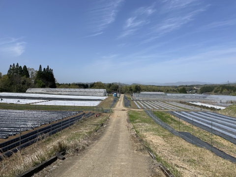 有機JAS認定お野菜セット11品目12～1月限定
