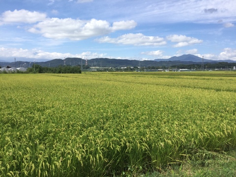 【農薬化学肥料不使用】くりのみのもち米（5kg）