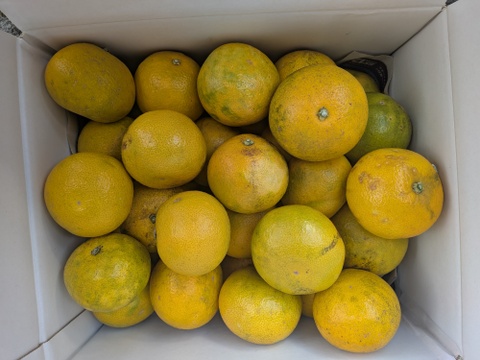 最小限の農薬除草剤未使用　和歌山県橋本市産　ご家庭用八朔サイズM以上(約9〜10キロ箱込み)