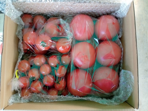 【健やか潤いトマト】ミニ・中玉・大玉トマトの旨みが一度に味わえる食べ比べセット1.8kg　埼玉県行田産