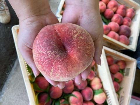 【フルーツの福袋】真夏の果物詰め合わせ！農家のおまかせセット