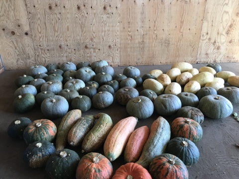 しっとりホクホクのかぼちゃ。（大）80サイズ、約4kg