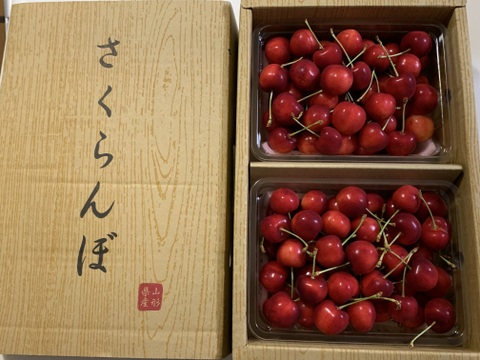 さくらんぼ最高糖度賞受賞園地】紅てまり 秀品1kg：山形県産の紅てまり