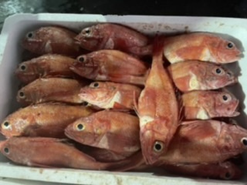 苫小牧産 キンキ(キチジ)3キロ