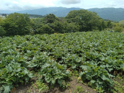 ★今シーズン最後★【八ヶ岳山麓朝採り新鮮な赤ルバーブ１Kg】＝手作りジャムに最適＝長野県茅野産＝