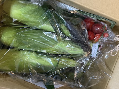 🌽サニーショコラ・ライラ　１０本入り🌽　甘くて後味すっきり♪