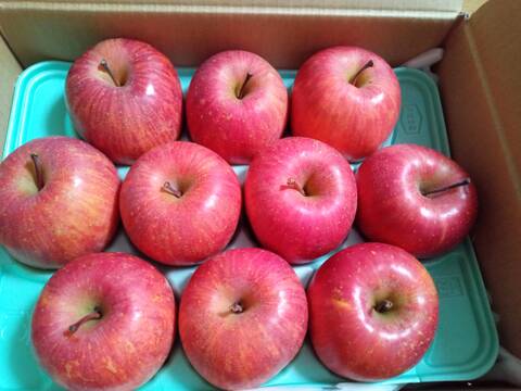 すぐ発送！蜜入りチェック済！3キロ10-13玉葉取らず農薬半減栽培樹上完熟蜜入サンふじ　蜜ライトにて光を通すかチェックします！　りんご