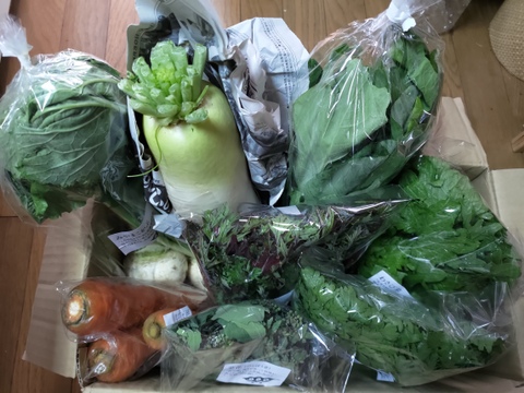 【農薬・化学肥料・動物性堆肥 不使用】旬のお野菜８種類セット｜ふつうサイズ
