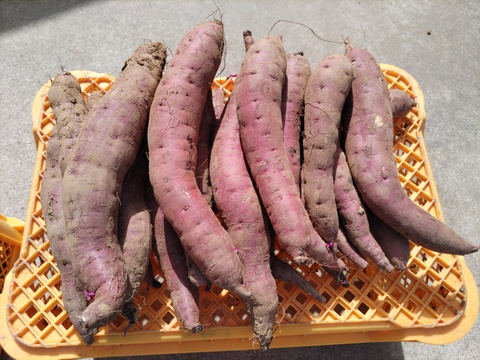 訳あり紅はるか(京都産) 家庭用 B級品 傷物 変形 虫食い 病斑など
