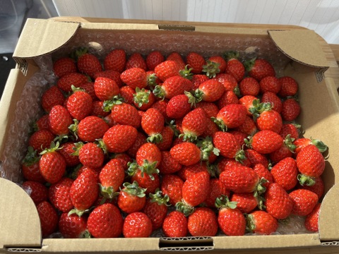 ⑲真心農園  べにたま  バラ詰め870g×１箱（粒の大きさ・果形 混在）