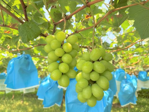 海岸育ち！甘い種無し完熟シャインマスカット２-3房　約1000g　以上　九州　熊本　特別栽培