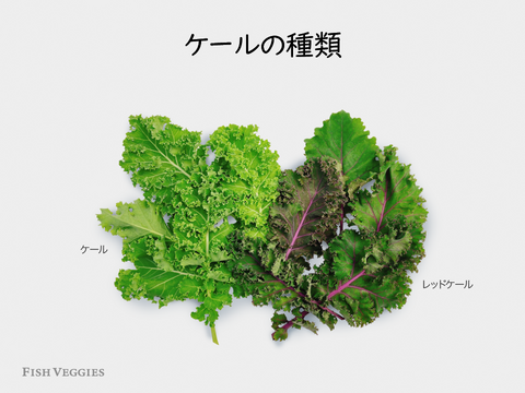 新鮮！採れたて！農薬・化学肥料不使用！ケールとレタスの定期便 6個セット