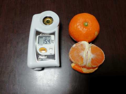 温州ミカン　2.5㎏前後【農薬化学肥料不使用】【甘み酸味バランス◎】【熨斗(のし)対応可】