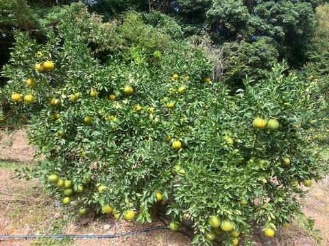 濃姫!せとか約3.5㎏~とろける食感