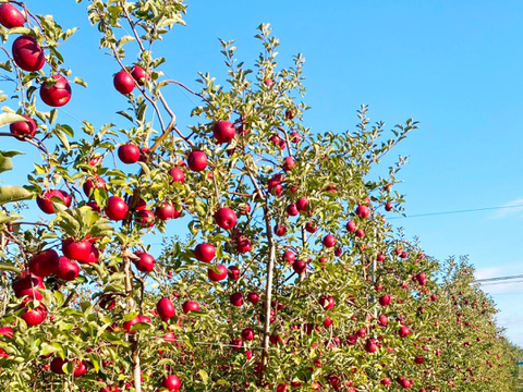 【2026年予約】『シナノホッペ』家庭用　甘くて硬い！ほっぺが落ちる美味しさ♡5kg