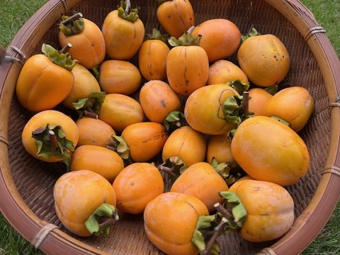 【干し柿用枝付き西条柿・干し柿専用紐付き】農薬・肥料不使用、自然栽培の渋柿。大小不揃い。３.５キロ以上(箱に入る限りお入れします。干し柿専用紐付き)