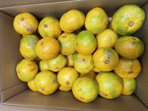 熊本県産極早生みかん　5キロ（訳あり品）