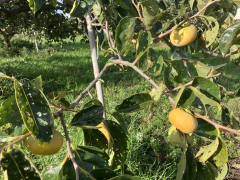 超希少！自然栽培ブランデー庄内柿1.5kg