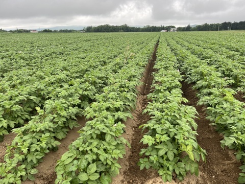 【2月予約】熟成ジャガイモ「はるか」　Ⅼサイズ5㎏