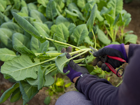 石井食品おまけ付【TV紹介で大好評】【ミシュラン星獲得レストランで採用】おいしさで、ケールに革命を。【機能性表示食品】ソフトケールGABA（500g）静岡県磐田市産